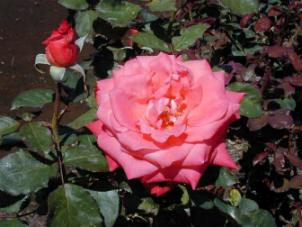 20051105182651-rosa11.jpg