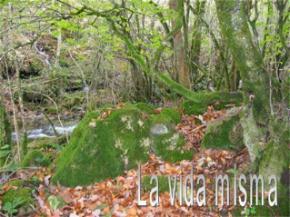 20060218174743-la-vida-misma2.jpg