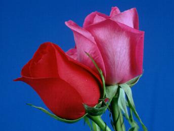 20060323194442-rosas-gemelas.jpg