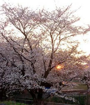 20070723134249-primavera3.jpg