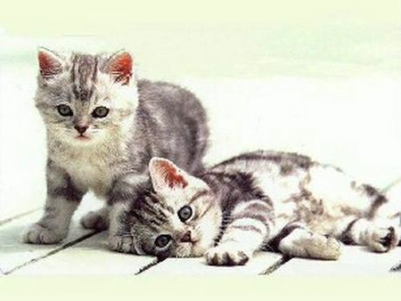 20070821201209-gatitos1-p-p-.jpg