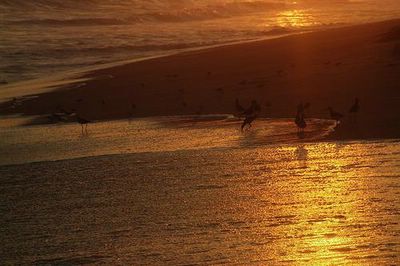 20070914103454-gav.jpg