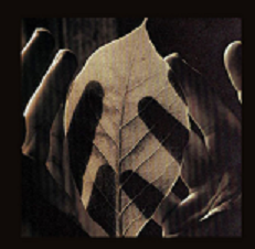 20080114095828-blog-multinacional.png