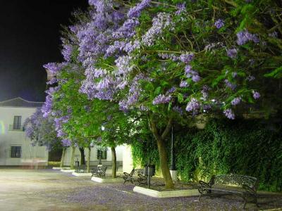 20080728085448-noctuno-banco-bajo-los-arboles-violetas.jpg