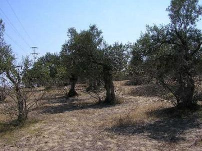 20080925091626-olivos4.jpg