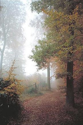 20081020190833-bosque-lloviendo.jpg