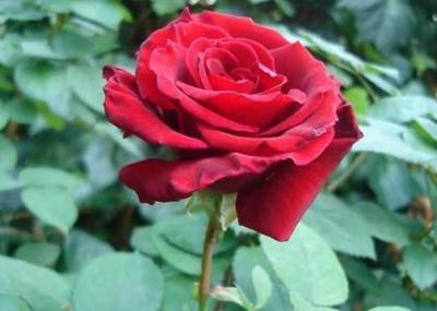 20081027185723-rosa-02.jpg