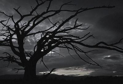 20090201201116-noche.jpg