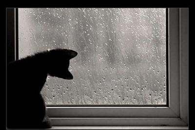 20090428150900-gato37.jpg
