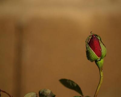 20090504174753-rosa.jpg
