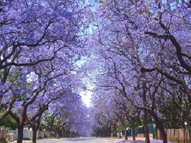 20090530083129-jacarandas-15.jpg