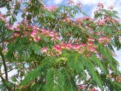 20090531135311-albizia.jpg