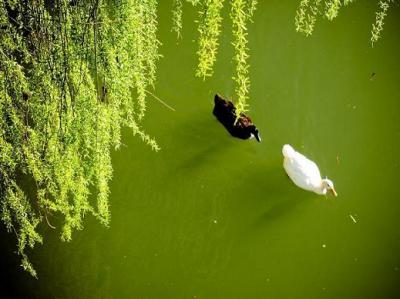 20090801195149-dos-patos.jpg