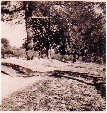 20090821081321-pinos-de-tomares.jpg