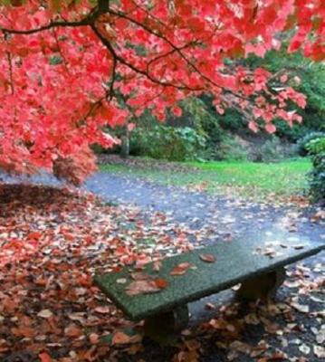 20091115095145-otono.jpg