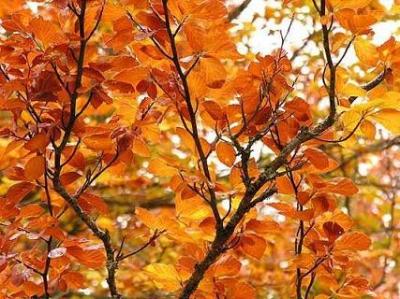 20091125173421-otono.jpg