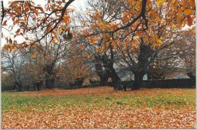 20091211080445--en-otono-8.jpg