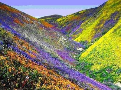 20091218080051-hayku-de-primavera.jpg