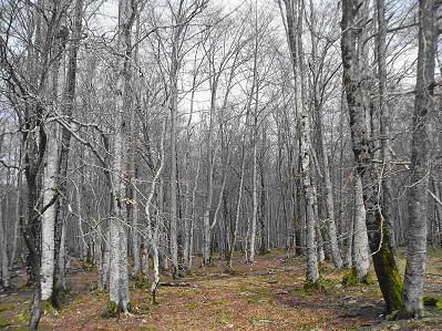 20100114074929-bosque.jpg