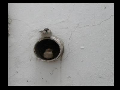 20100329093054-dos-pajarillo.jpg