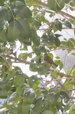 20100330121525-varias-tomares-001.jpg