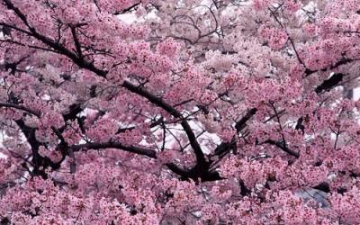 20100404105253-cere.jpg