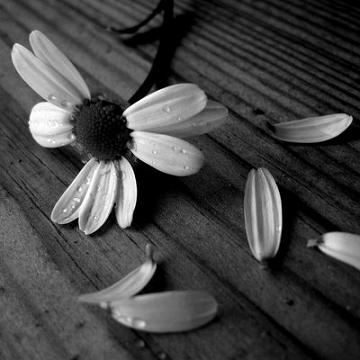 20100511204620-margarita.jpg