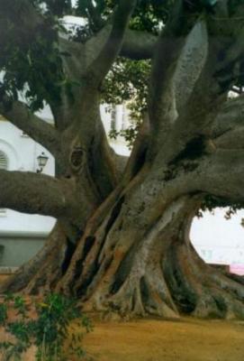 20100528080317-arbol.jpg