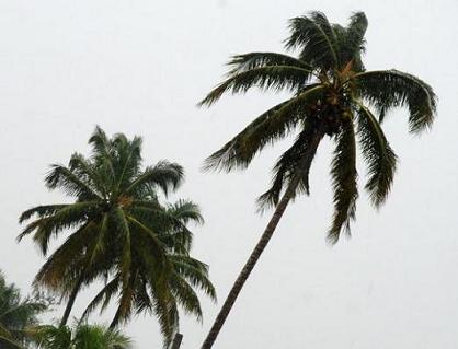 20101217084455-palmer.jpg