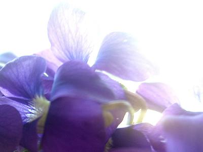 20110111150151-violetas.jpg