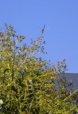20110726220031-libelula.jpg