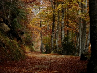 20111018082828-paseo2.jpg