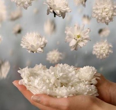 20111102080248-petalosblancos.jpg