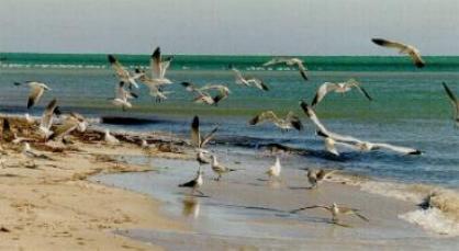 Gaviotas.JPG